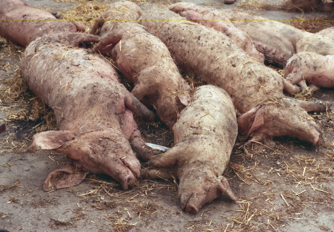 Dode varkens